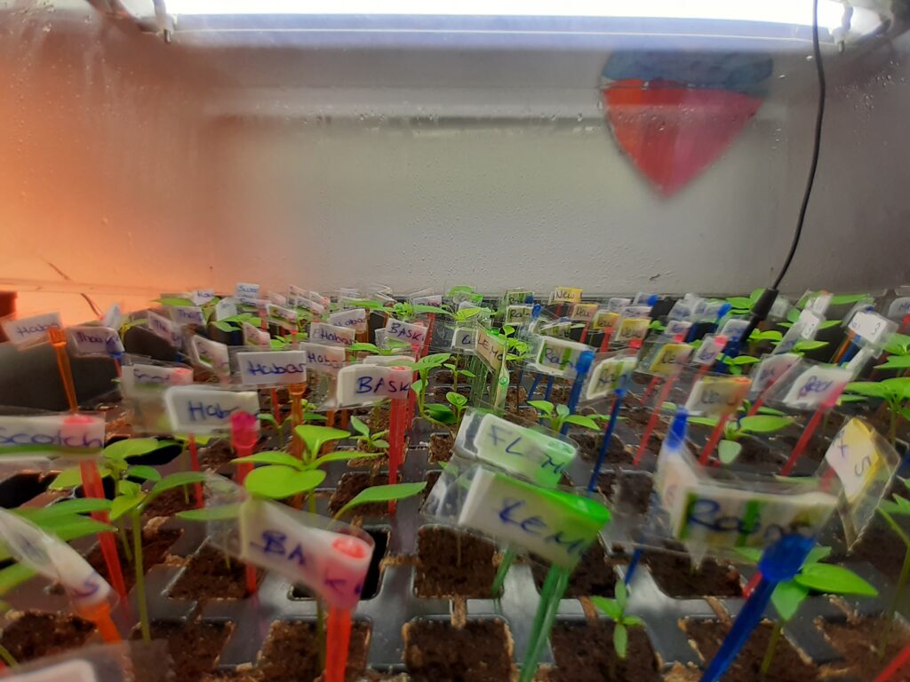 Gewächshaus vom 30.01.2021